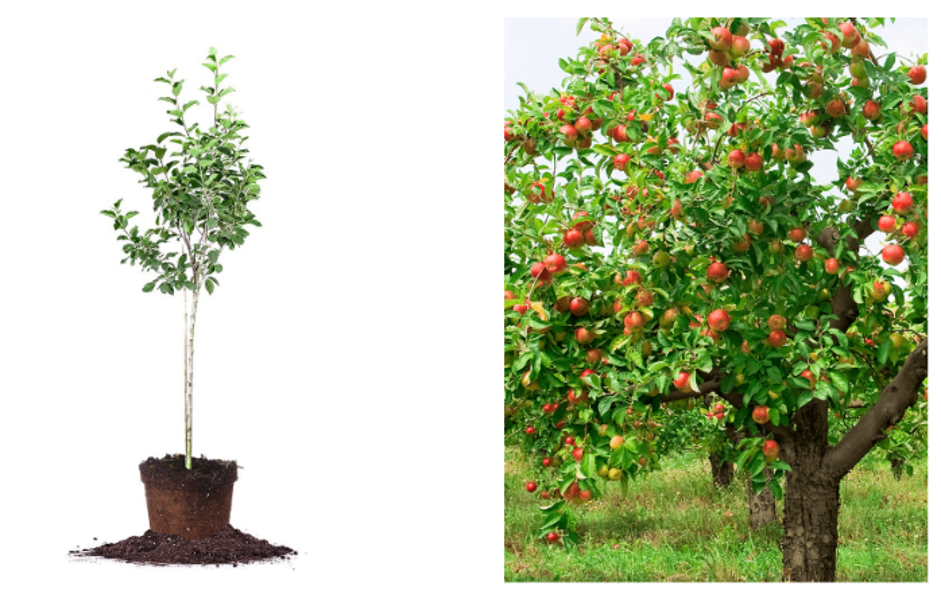 Selling apple trees