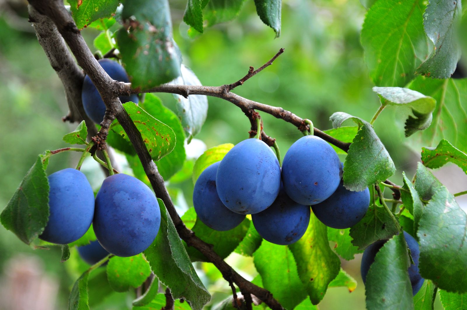 fruit tree